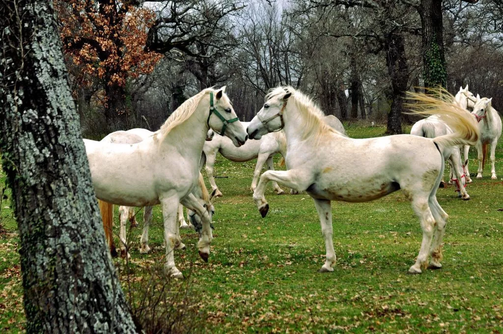 Lipizzaner horses outside